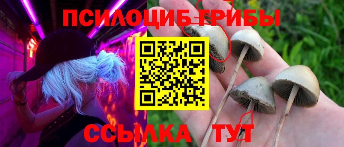 Галлюциногенные грибы Psilocybe Тимашёвск